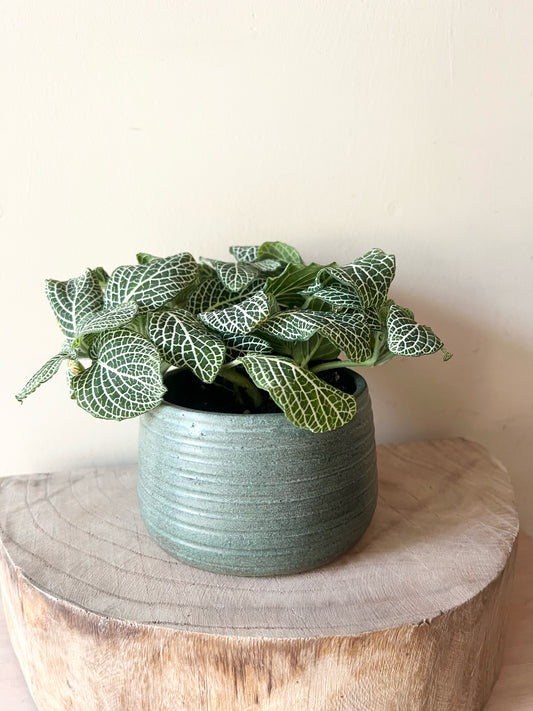 Matte Green Striped Planter